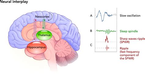 The Link Between Dreaming and Memory Consolidation