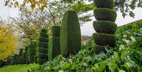 The Link Between Dreams of Shaping and Grooming Hedges and Personal Connections