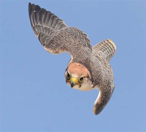 The Link Between Falcon Encounters and Personal Power Struggles