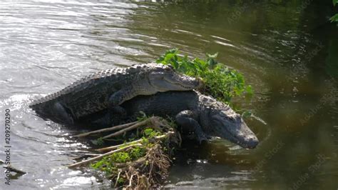 The Link between Alligator Mating Dreams and Personal Transformation