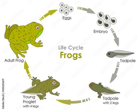 The Link between Amphibians and Metamorphosis in Deciphering Dreams