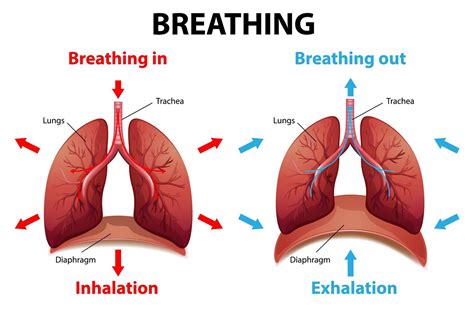 The Lungs: Delving into the significance of breath and life energy in dreams