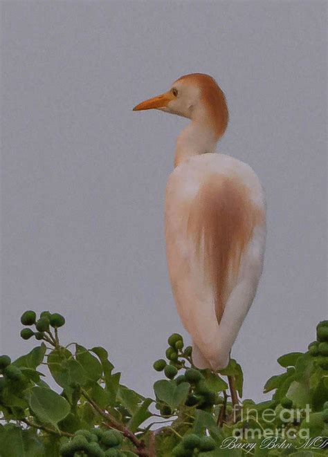 The Magnificent Soar of the Juvenile Egret