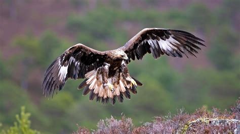 The Majestic Presence of the Golden Eagle in Mythology and Folklore