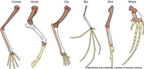 The Many Interpretations of Animal Limb Loss in Dreamscapes