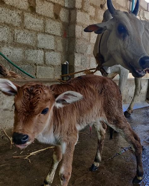 The Marvel and Enchantment of Welcoming a New Life: A Calf's Arrival