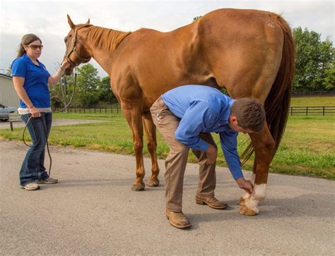 The Mastery of Handling an Untamed Equine