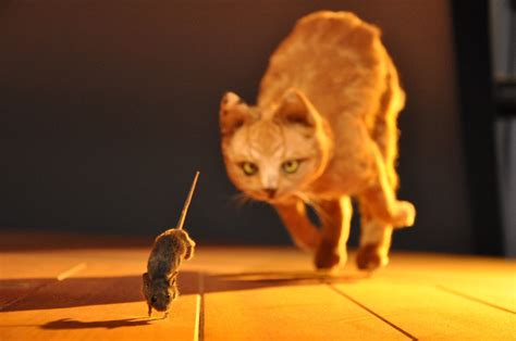 The Meaning Behind Cats Chasing Rats in Dream Psychology 