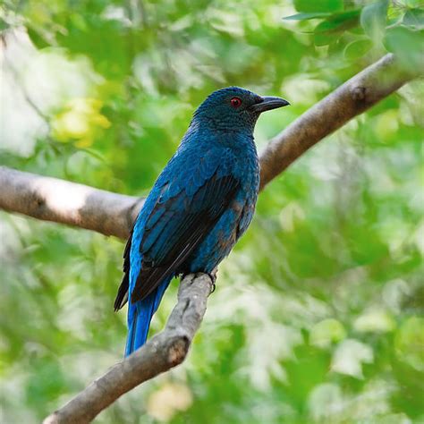 The Meaning behind Capturing a Majestic Azure Avian