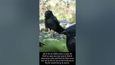 The Meaning behind Experiencing Aggressive Interactions with Crows in Hindu Beliefs