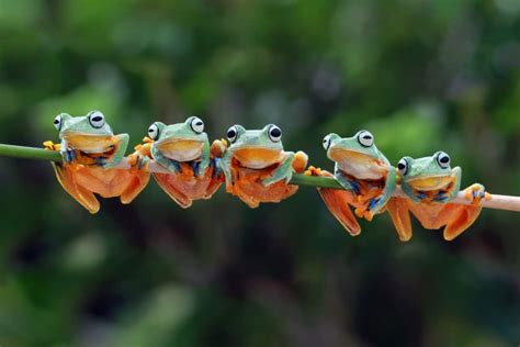 The Meaning of Frogs Across Different Cultural Traditions