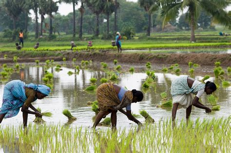 The Meaning of Rice in Cultural and Spiritual Contexts