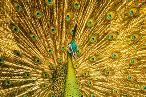 The Mesmerizing Elegance of the Golden Peacock's Plumage 