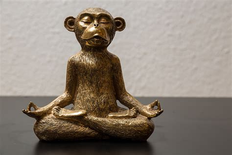 The Monkey as a Symbol of Playfulness and Curiosity