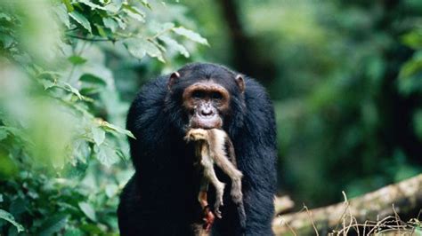 The Moral Predicament of Consuming Primate Flesh