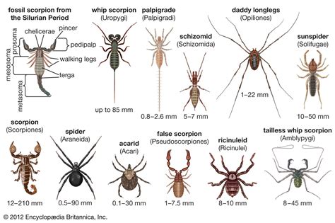The Multifaceted Symbolism of Arachnids