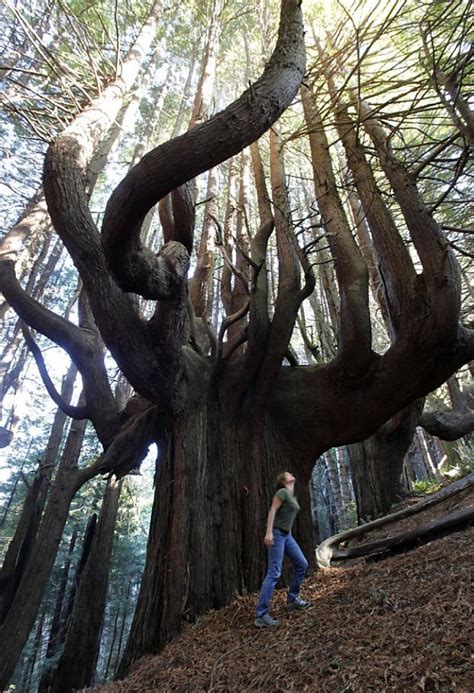 The Mysterious Meaning of the Majestic Tree