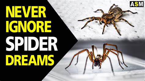 The Mysterious Network of Spider Dreams: Decrypting Their Enigmatic Messages