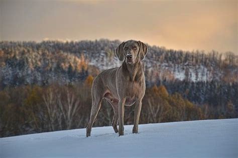 The Mysterious Realm of Canine Reveries