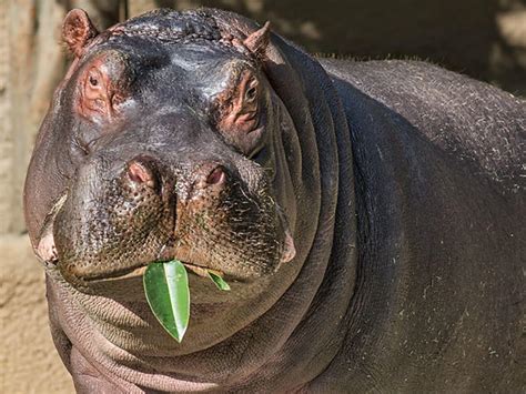 The Mysterious Realm of Infant Hippo Reveries