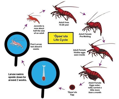 The Mysterious Reproduction Process of Shadow Prawns