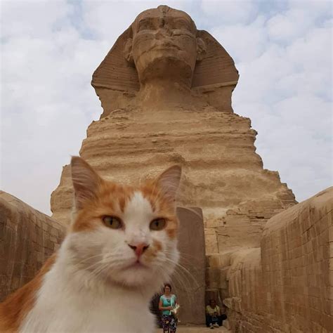 The Mysterious Vision of a Majestic Feline Within Ancient Walls