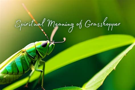 The Mysterious Visions of Departed Grasshoppers