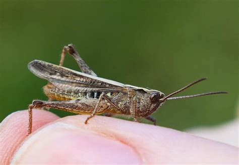 The Mystical Significance and Deep Symbolism Behind Consuming Locusts in Dreams