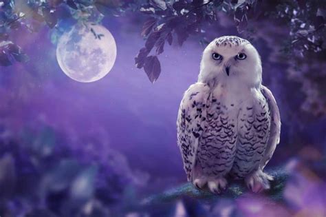 The Mystical Significance of Dreaming about an Inanimate Owl
