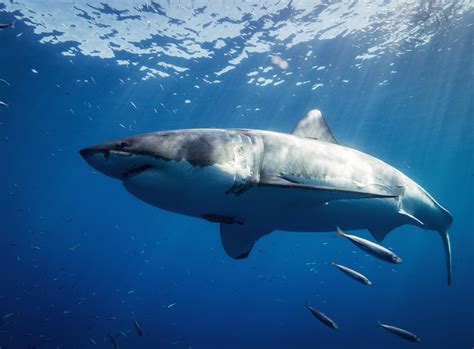 The Myth of Nourishing Sharks: What Science Reveals