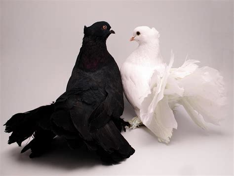 The Mythical Beauty: The Majesty of Ivory Pigeons
