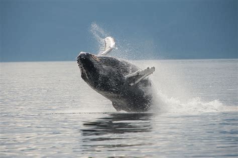 The Natural Elegance and Might of Whales