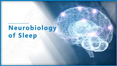 The Neurobiology of Sleep: Investigating the Scientific Foundations of HandPicked-i obsess Theories and Mechanisms