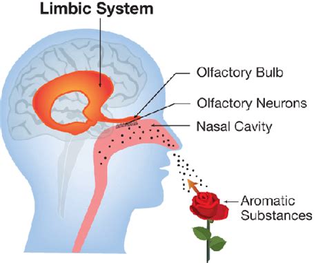 The Nose as a Source of Intuition and Perception