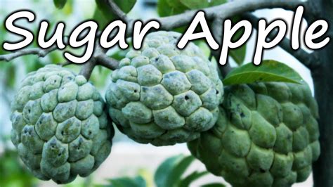 The Origins and History of the Exquisite Sugar Apple Plant