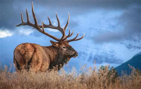 The Origins of the Majestic Giant Elk