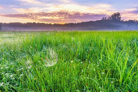 The Peaceful Allure of an Untouched Meadow