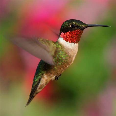 The Peacefulness of a Hummingbird's Soaring Flight