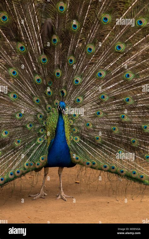 The Peacock's Courtship Ritual: Nature's Mesmerizing Performance