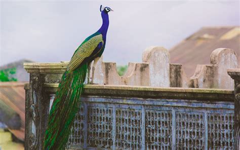 The Peacock's Habitat: Exploring their Natural Environment