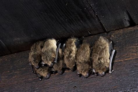 The Phobia of Bats: Unveiling the Origins and Misconceptions