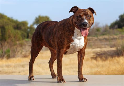 The Pitbull Breed: A Fascinating History and Origin