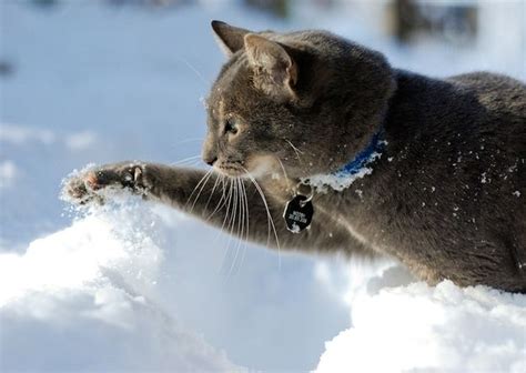 The Pleasures and Challenges of Caring for a Snowy Feline Companion
