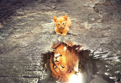 The Possible Meanings behind Dreaming of Kittens Submerged in Water