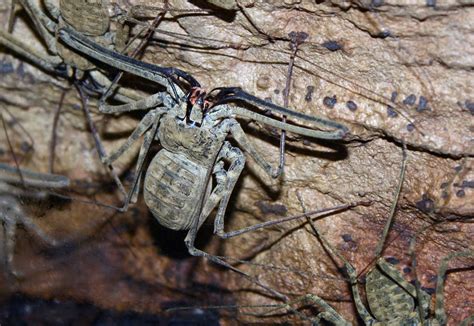 The Potency and Dread linked to the Enormous Arachnid