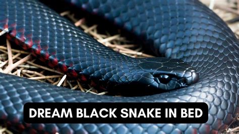 The Power and Mystery Behind Dreams of a Large Black Snake