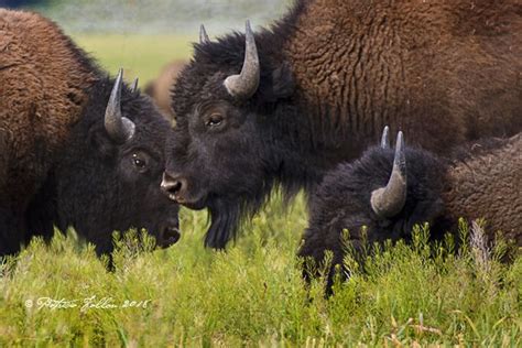 The Power of Unity and Community in Dreams of the Bison Gathering
