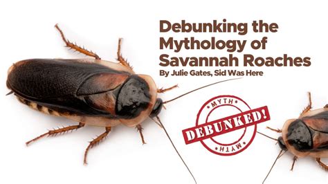 The Presence of Cockroaches in Myths, Folklore, and Superstitions