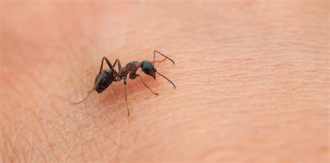 The Profound Psychological Impact of Ants Creeping on Facial Skin