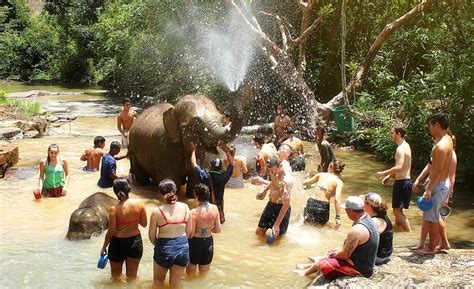 The Profound Significance of Elephant Bath Dream Experiences